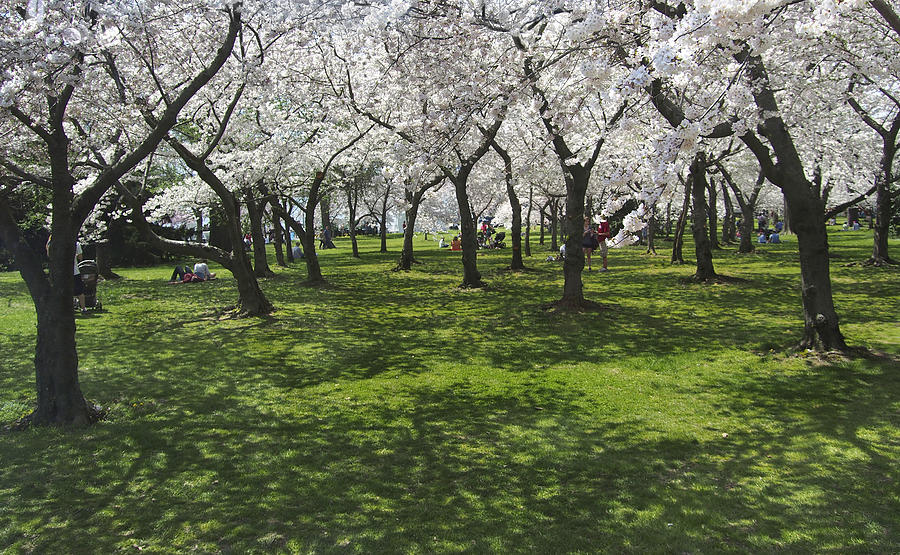 Under The Cherry Blossoms - Washington Dc. Photograph