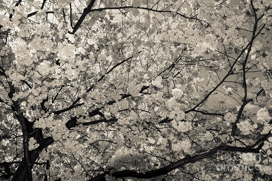 Under The Cherry Tree - Bw Photograph by Hannes Cmarits