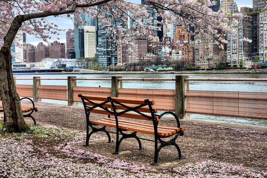 New York City Photograph - Under the Cherry Tree by JC Findley