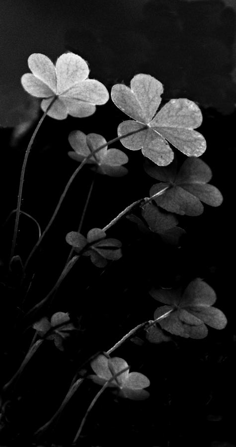 Plant Photograph - Under The Clover by Alfredo Martinez