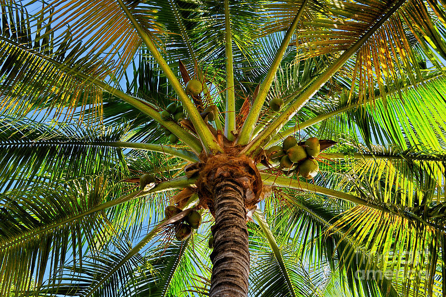 Under The Coconut Tree We Stay Photograph by Olga Hamilton