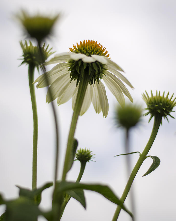 Under the Echinacea Photograph by Heather Applegate