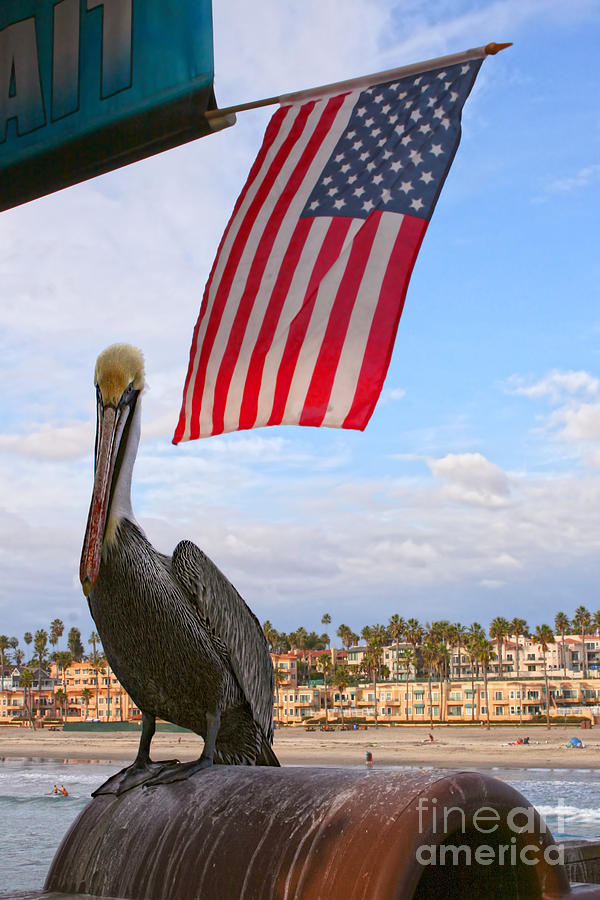 Under the Flag - Brown Pelican Photograph by Gabriele Pomykaj
