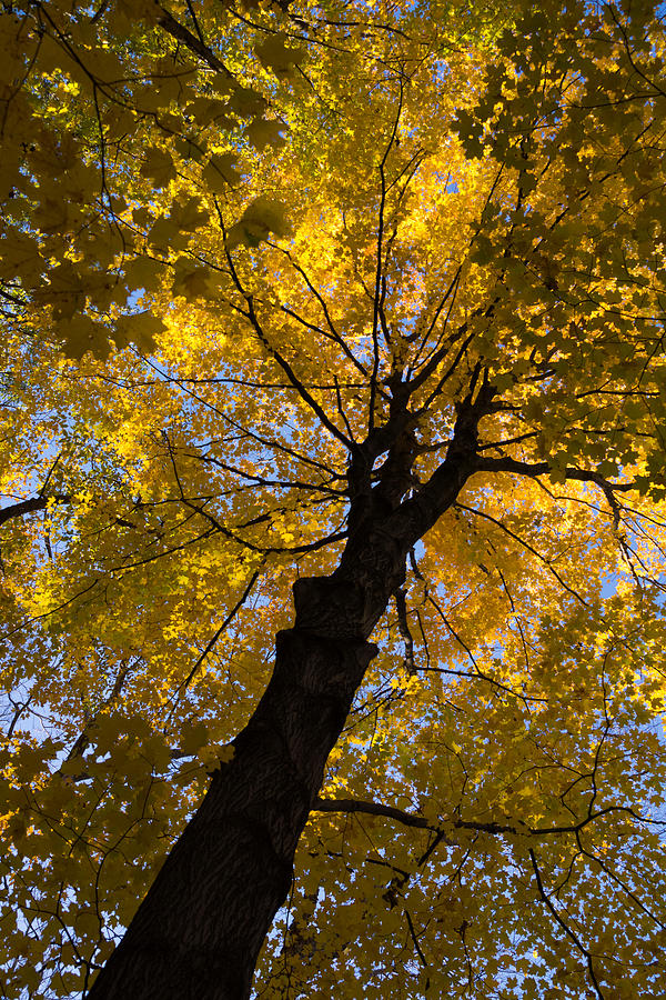 Pattern Photograph - Under the Golden Autumn Canopy by Georgia Mizuleva