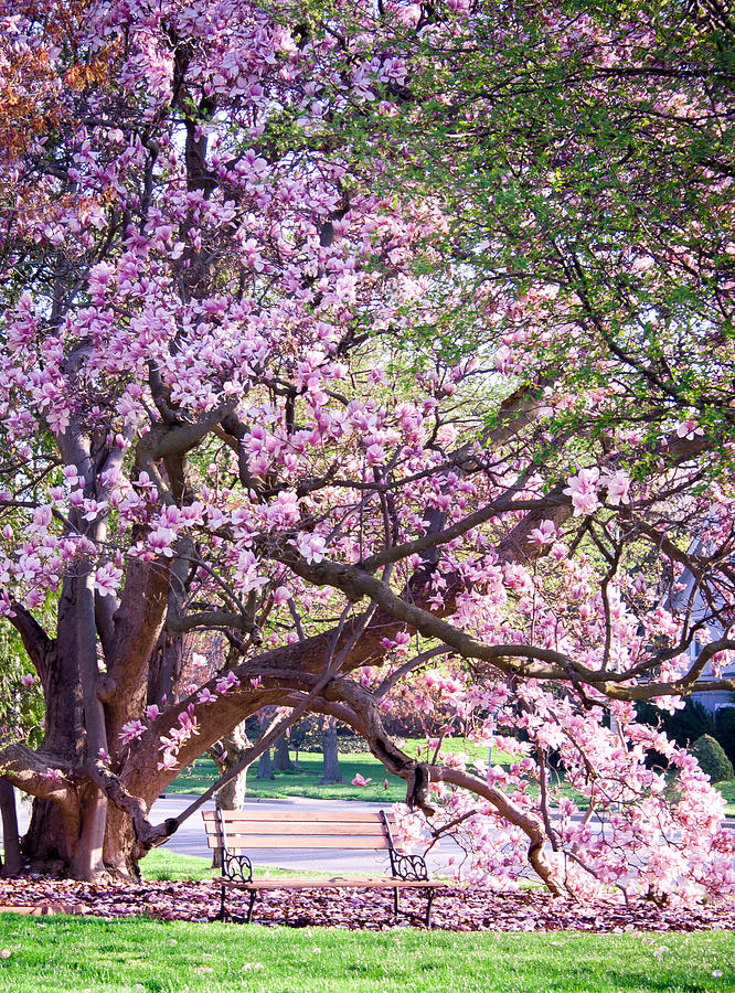 Under the Magnolia Tree Photograph by Virginia Folkman