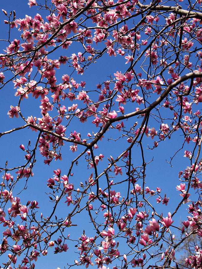 Under the Magnolias Photograph by Cornelis Verwaal