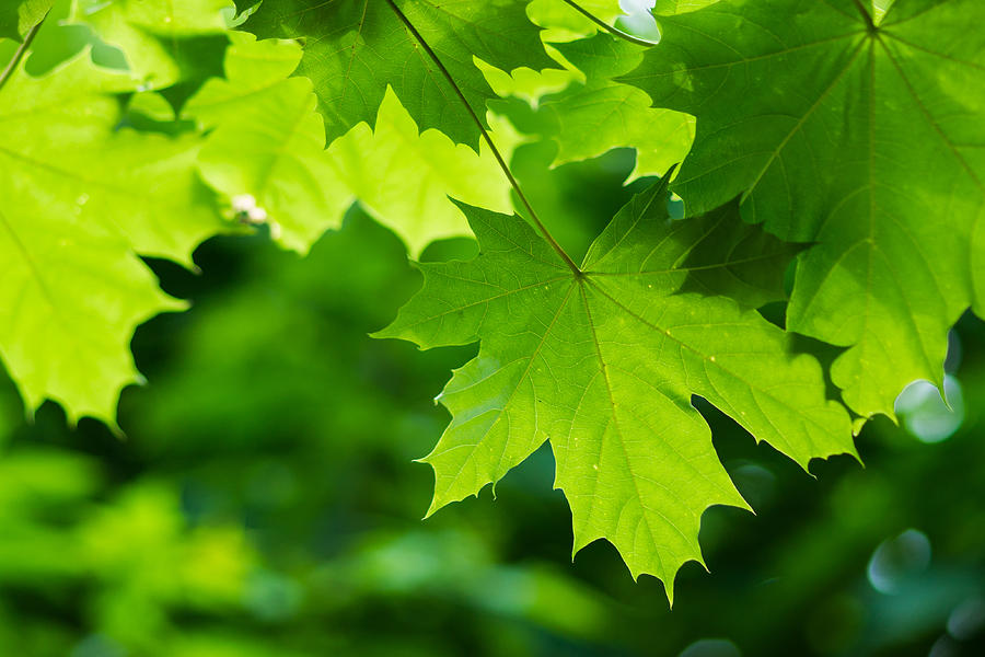 Under The Maple Leaves - Featured 2 Photograph by Alexander Senin