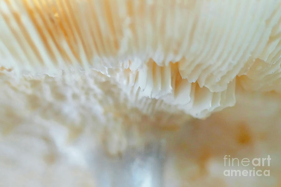 Under The Mushroom Photograph by Rudi Prott