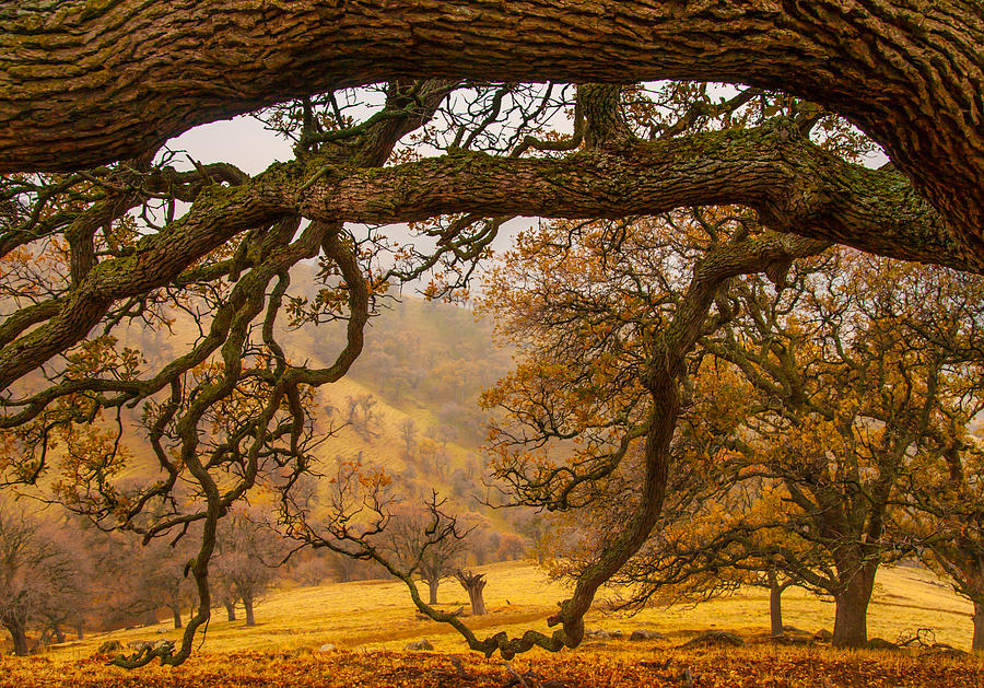 Under The Old Oak Photograph by Marc Crumpler
