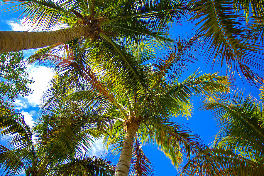 Under the Palms Photograph by Sean Allen