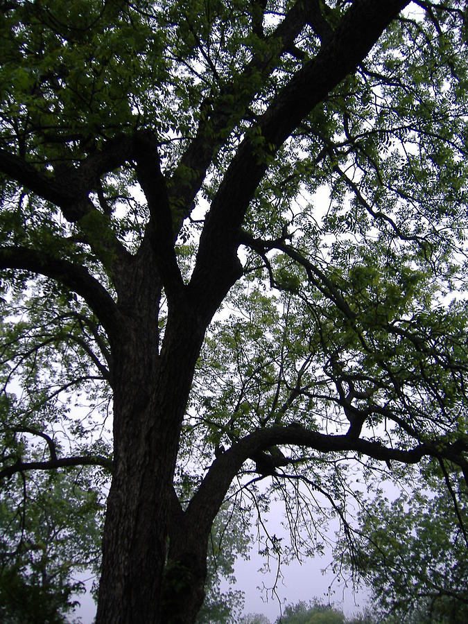 Under the Pecan Tree  Photograph by Virginia White