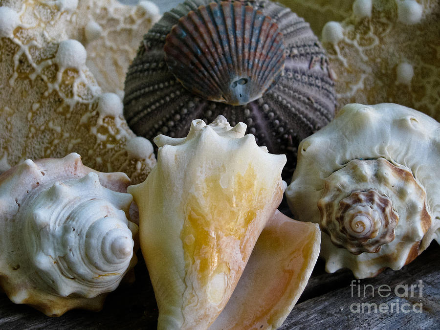 Shell Photograph - Under the Sea by Colleen Kammerer