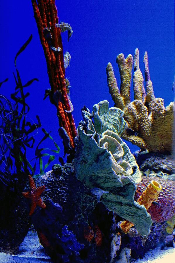 Seahorse Photograph - Under The Sea by Laurie Perry