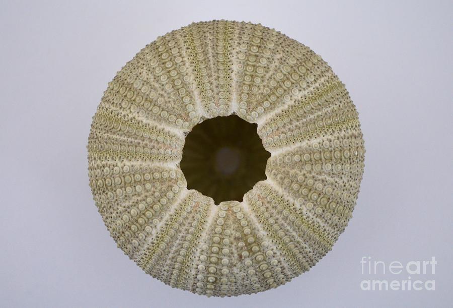 Under the Sea Urchin Photograph by Mary Deal