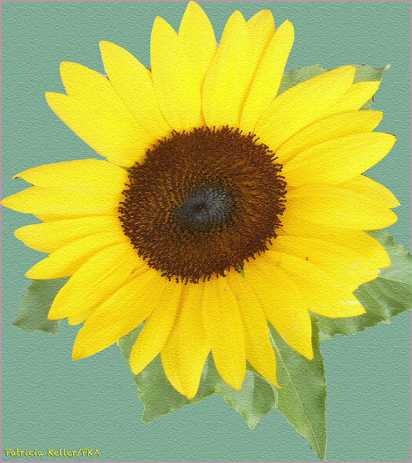 Under The Sunflowers Spell Photograph