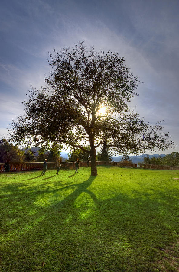 Under the sunlit tree Photograph by Ivan Slosar