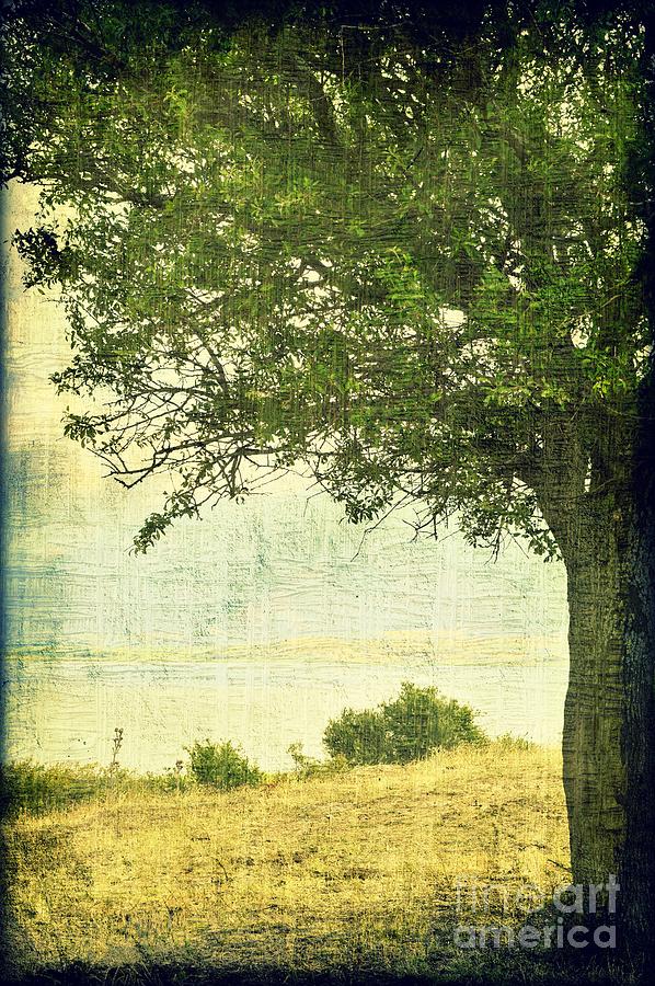 Nature Photograph - Under The Tree by Ioanna Papanikolaou