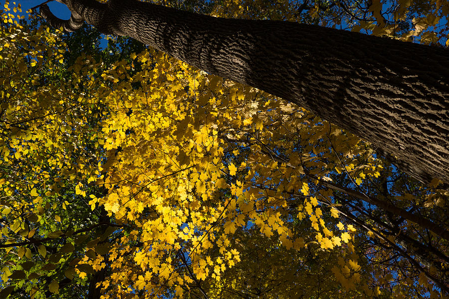 Fall Photograph - Under the Trees - Lambton Woods Toronto Canada by Georgia Mizuleva