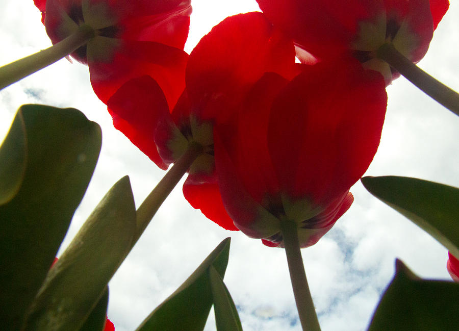 Tulip Photograph - Under The Tulips by Amelia Kraemer