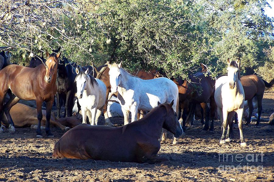 Under the Walnut Tree Photograph by Craig Downer | Fine Art America