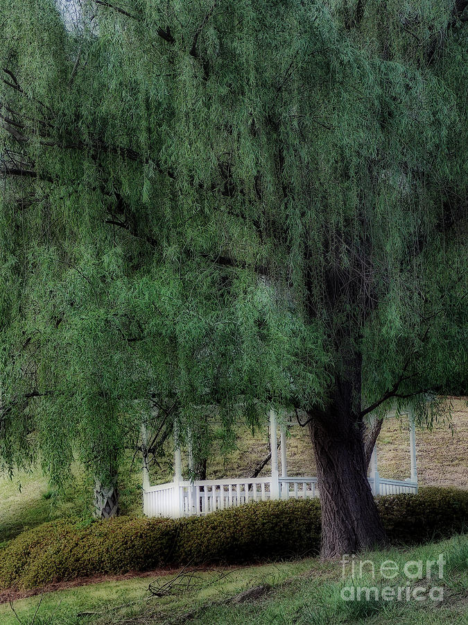 Nature Photograph - Under The Willow Tree by Skip Willits