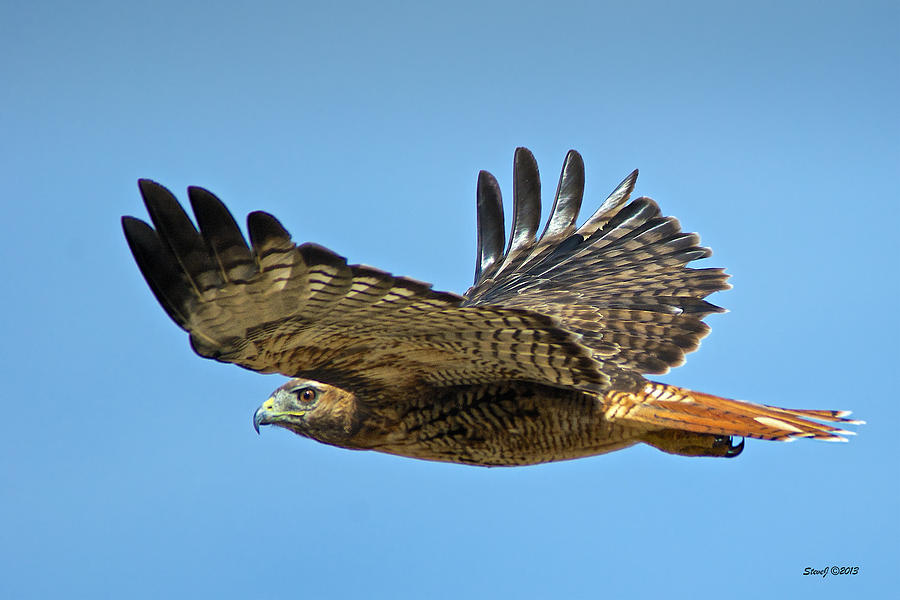 Under the Wing Hawk View Photograph by Stephen Johnson