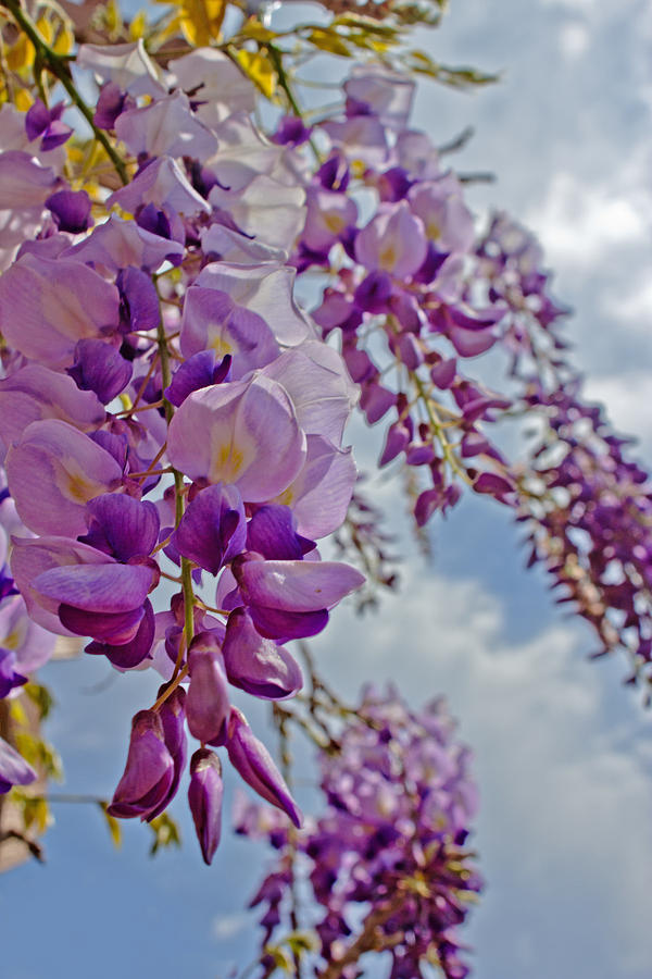Spring Photograph - Under the Wisteria by Mamie Thornbrue