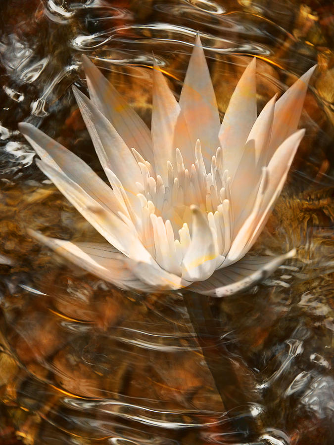 Under Water Lily in Bronze Photograph by Leda Robertson