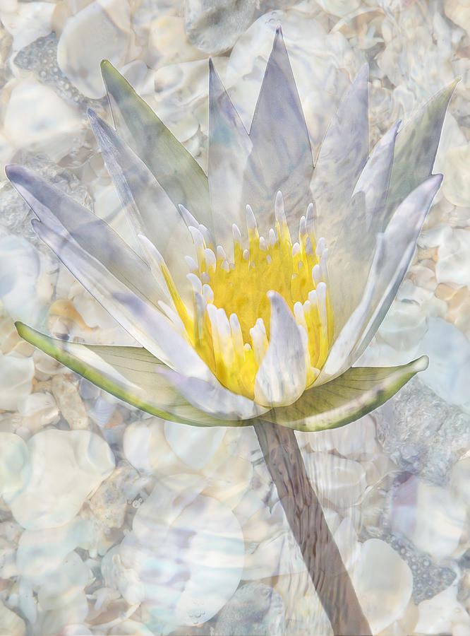 Under Water Lily Photograph by Leda Robertson