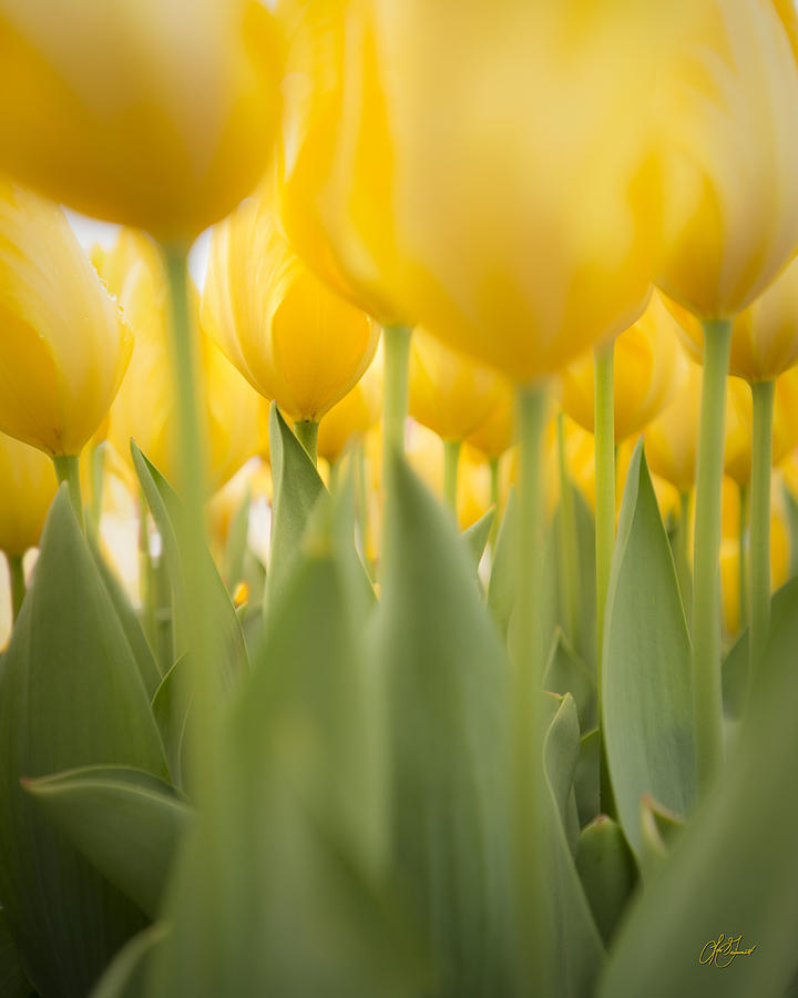 Under Yellow Tulips - 8x10 format Photograph by Lori Grimmett