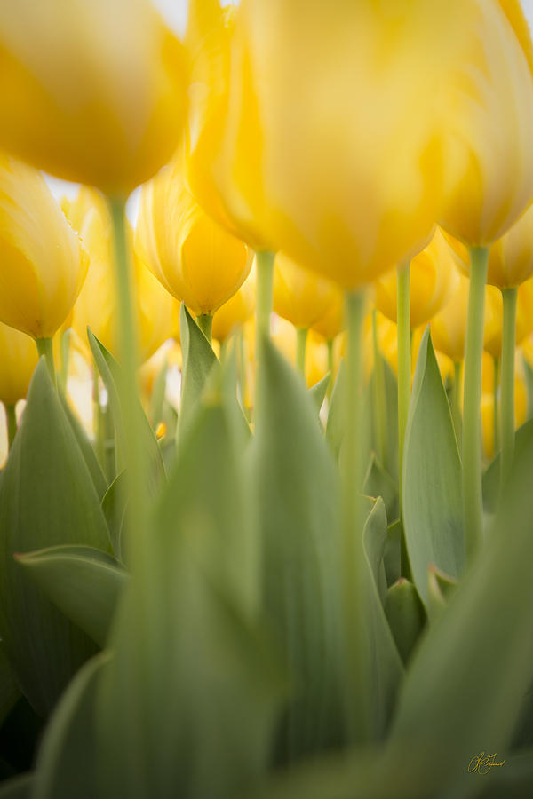 Under Yellow Tulips Photograph by Lori Grimmett