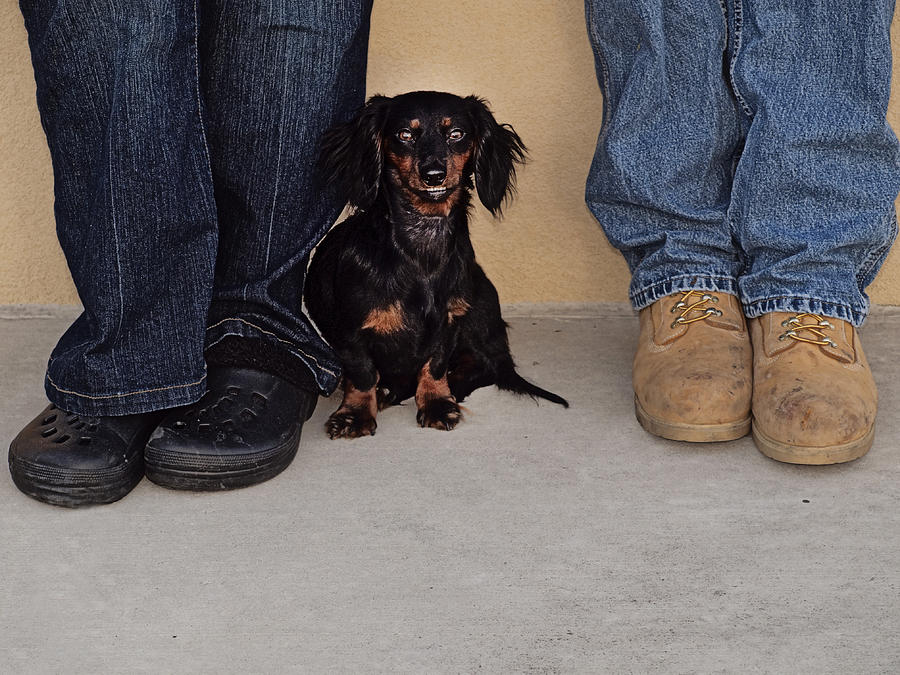 Dachshund Underbite Cheapest Order www.olympcsmv.cz