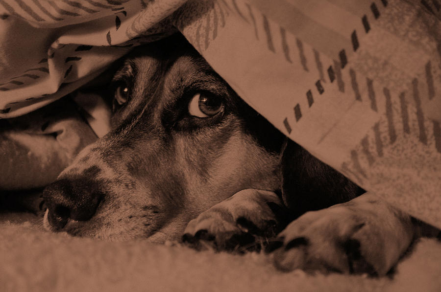 Dog Photograph - Undercover Hound by Paul Wash