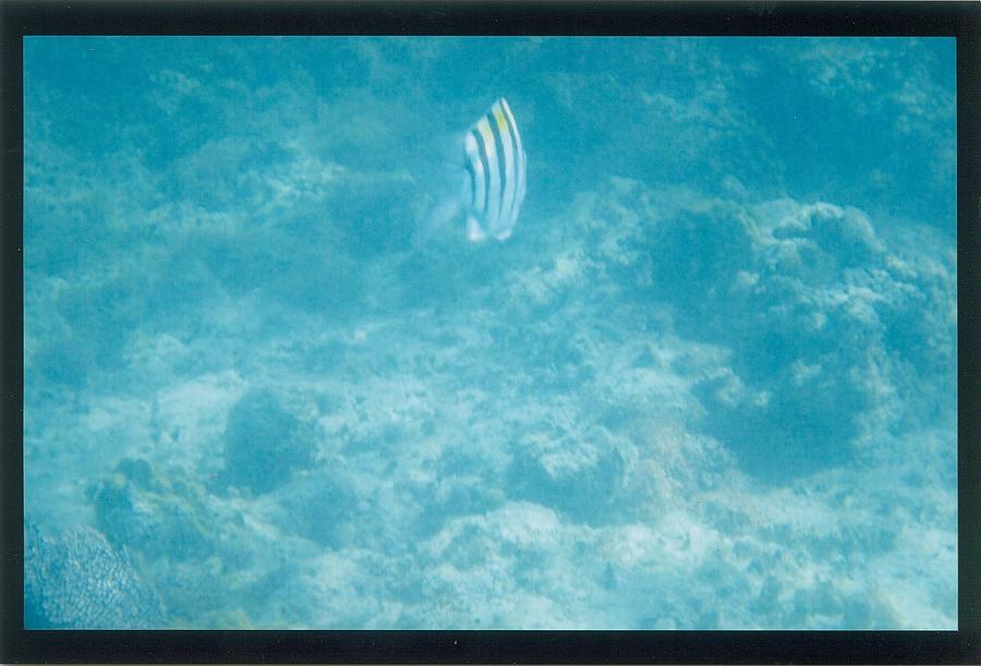 Underwater 2 Photograph by Robert Nickologianis