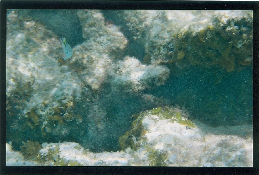 Underwater 5 Photograph by Robert Nickologianis