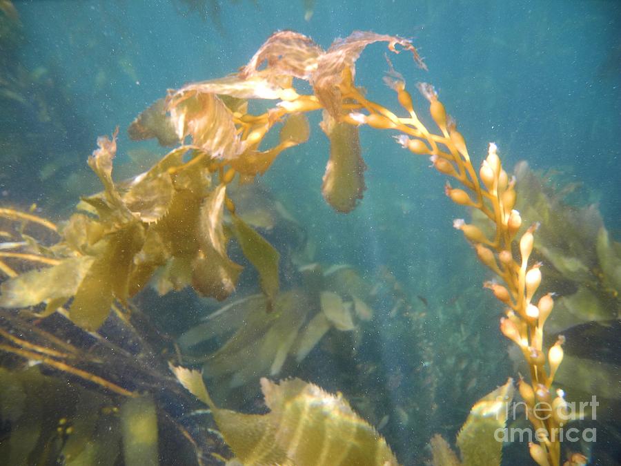 Undersea Kelp Forest Photograph by Adam Jewell