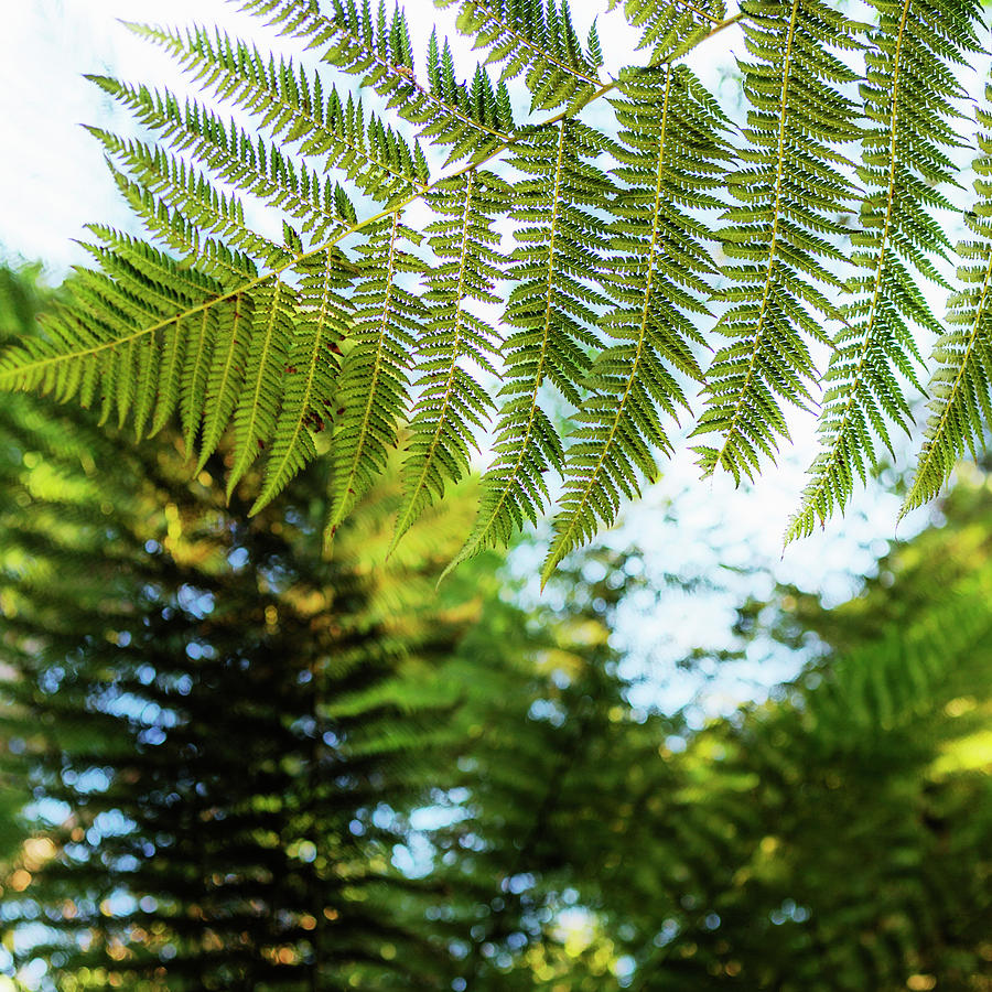 Underside Of A Fern Photograph by Ron Koeberer - Pixels