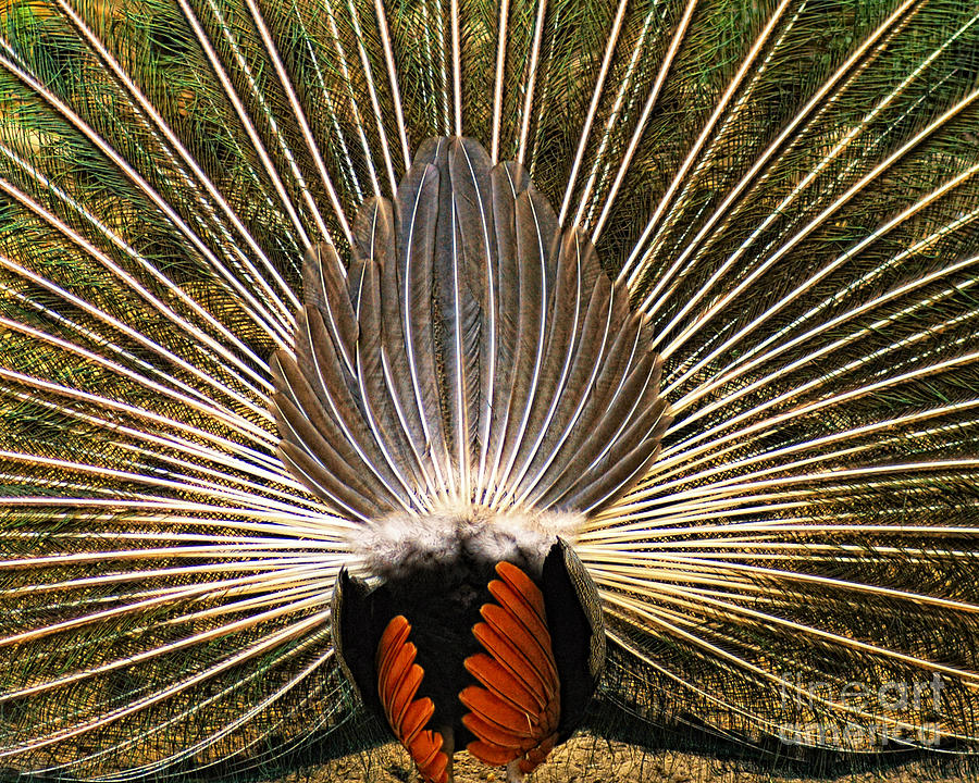 Underside of a Peacock Tail Photograph by Timothy Flanigan