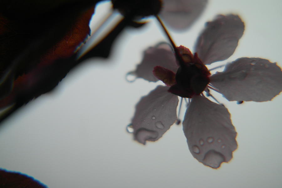 Underside Of A Wet Flower Photograph
