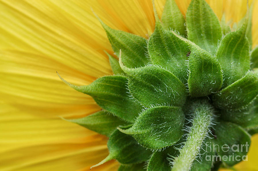 Underside Of Common Sunflower Photograph by Al Andersen