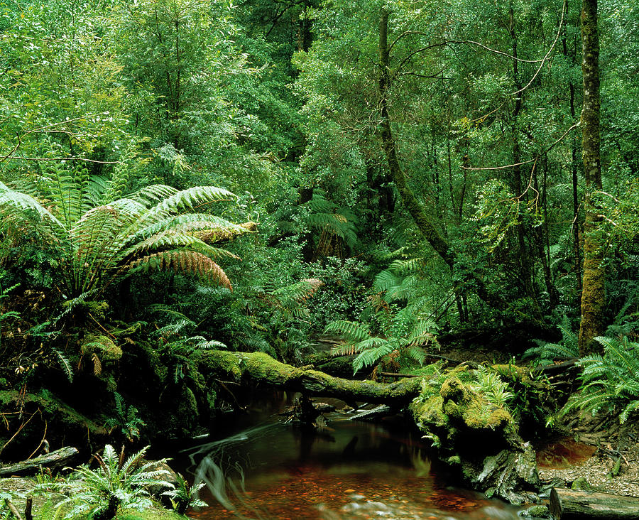 Understorey Of Temperate Rainforest With Stream Photograph By Simon 