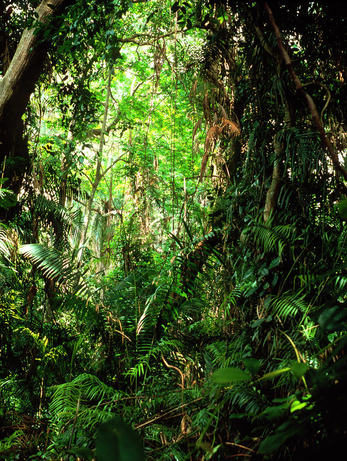 Understory Vegetation Of A Tropical Forest Photograph by Gary Parker