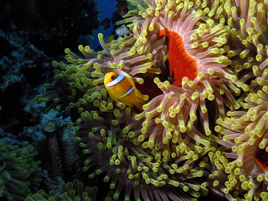 Underwater 10 - A clownfish in Red Sea Pyrography by Markus Stepel - Pixels