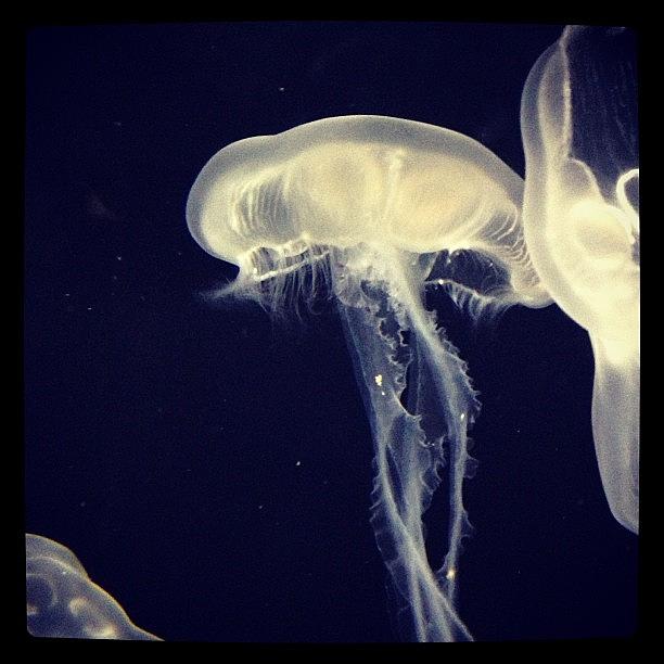 Jellyfish Photograph - Underwater Beauty #zoo #jellyfish by Morgan Sparling 