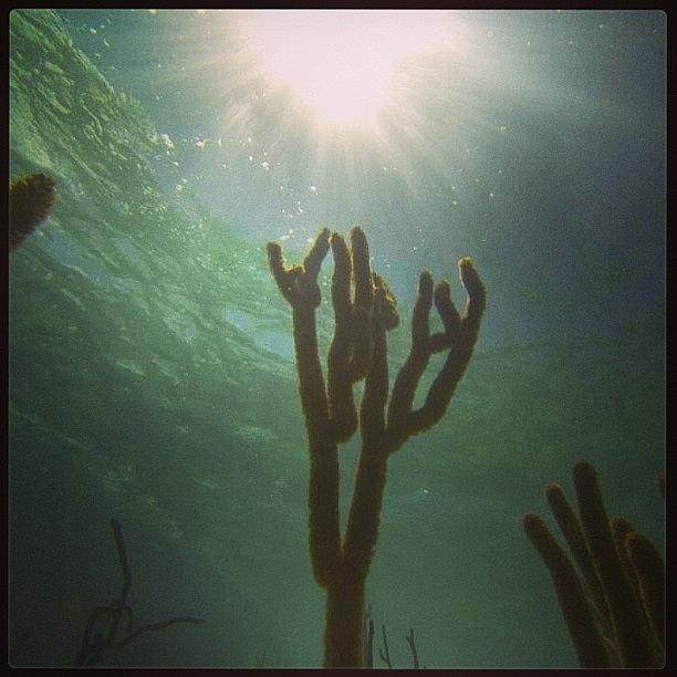 Gopro Photograph - Underwater Cactus (or Something) by Marisa Fiore