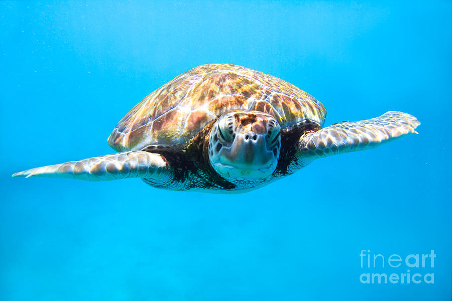 Underwater close up of sea turtle Photograph by Matteo Colombo