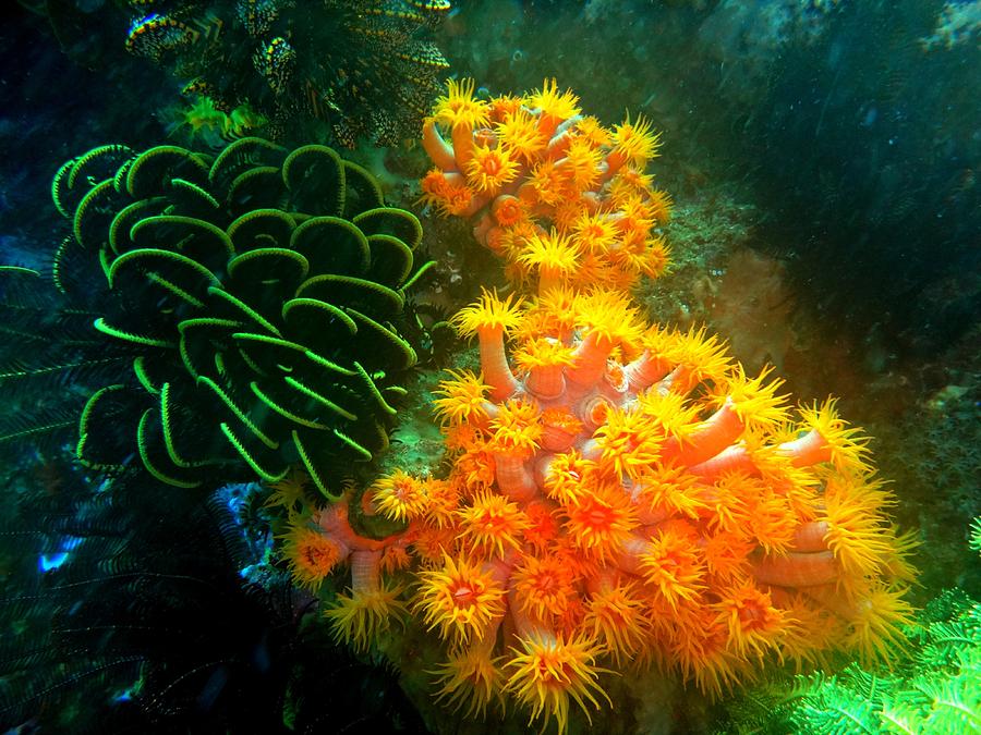Diving Photograph - Underwater Colourful Garden 2 by Mangin Jean Diving Photograph - Underwater Colourful Garden 2 by Mangin Jean