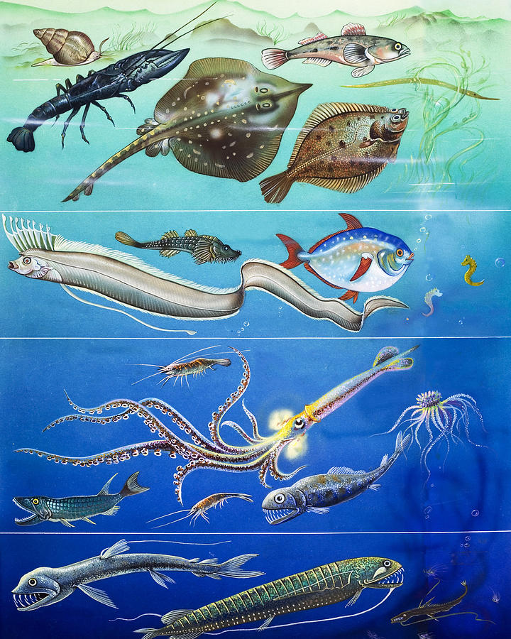 Fish Painting - Underwater Creatures Montage by English School