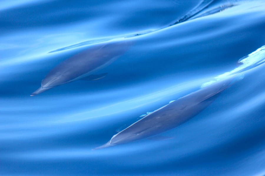 Underwater Dolphins Photograph by Liz Vernand