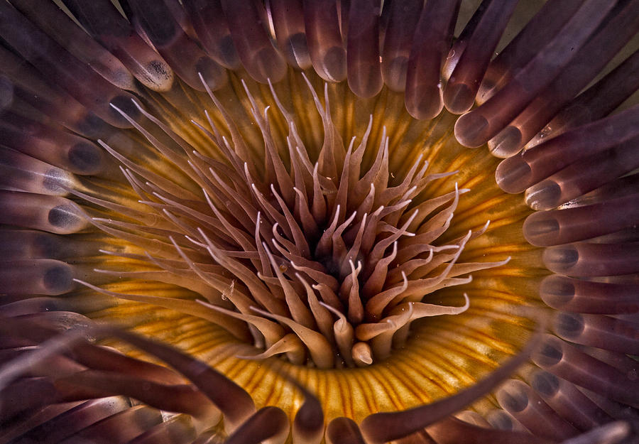 Underwater Flower Photograph by Sandra Edwards